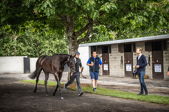 Goffs Arkle Sale Day 1-95