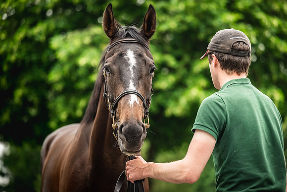Goffs Arkle Sale Day 1-171