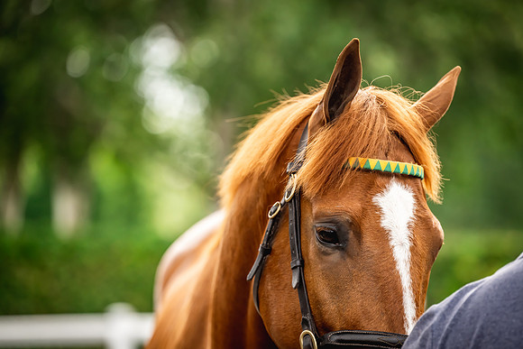 Goffs Arkle Sale Day 1-247
