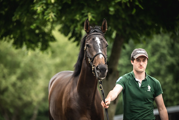 Goffs Arkle Sale Day 1-157