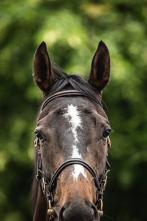 Goffs Arkle Sale Day 1-160