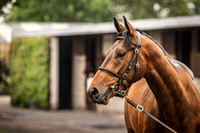 Goffs Arkle Sale Day 1-12