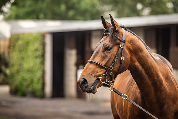 Goffs Arkle Sale Day 1-12