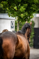 Goffs Arkle Sale Day 1-7