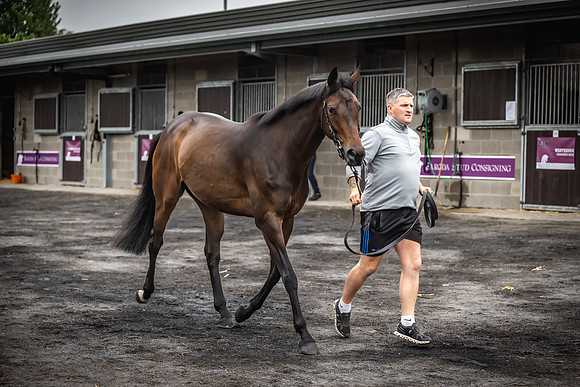 Goffs Arkle Sale Day 1-32