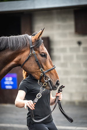 Goffs Arkle Sale Day 1-21