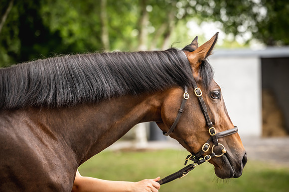 Goffs Arkle Sale Day 1-187