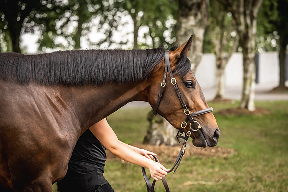 Goffs Arkle Sale Day 1-185