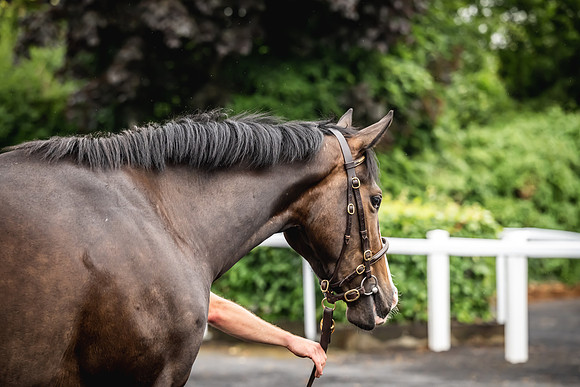 Goffs Arkle Sale Day 1-226