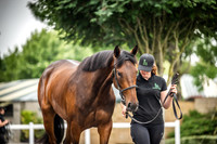 Goffs Arkle Sale Day 1-17