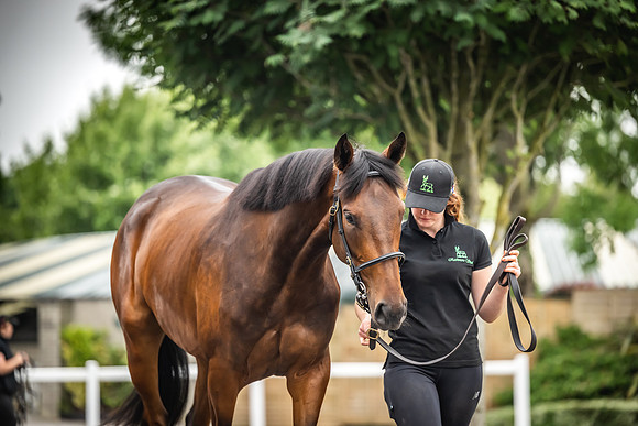 Goffs Arkle Sale Day 1-17