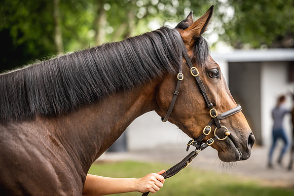 Goffs Arkle Sale Day 1-188