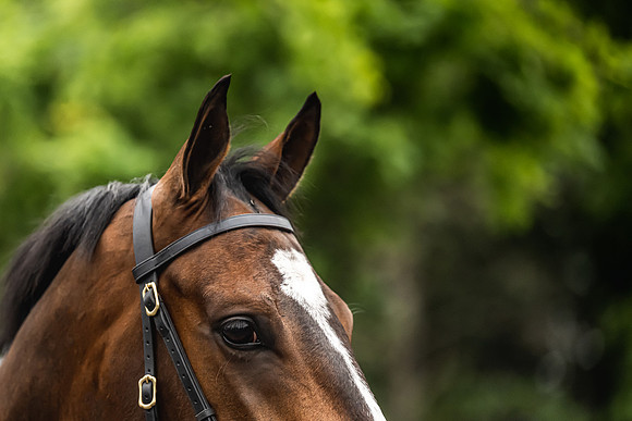 Goffs Arkle Sale Day 1-43