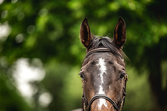 Goffs Arkle Sale Day 1-169