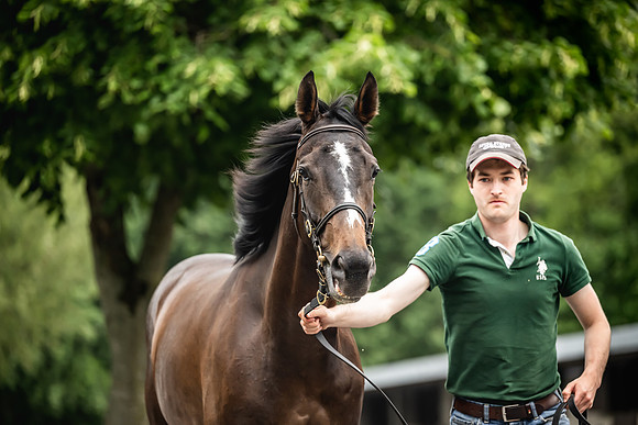 Goffs Arkle Sale Day 1-165