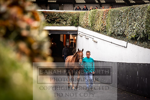 Goffs Orby 2022 Day 1-98