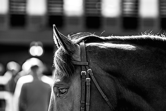 Goffs UK Breeze Up 2022-333