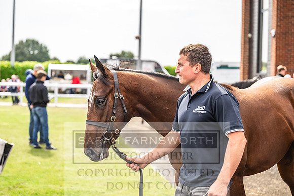 Goffs UK PY24-403