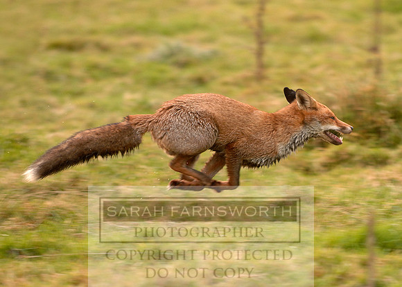 Running Fox