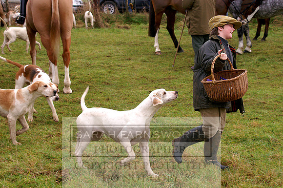 boy basket hound