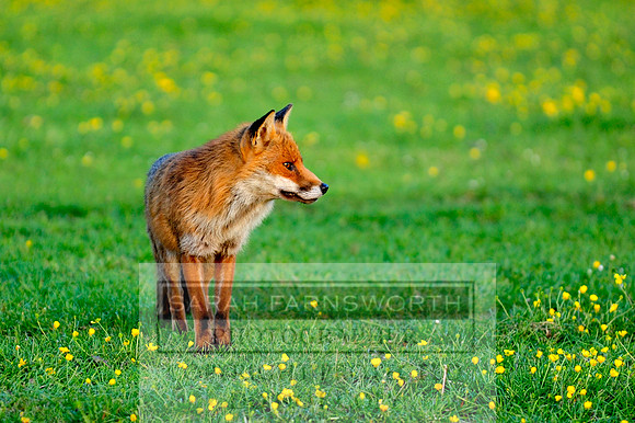 fox in buttercups
