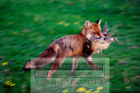 fox and pheasant
