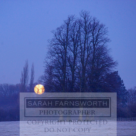 frosty morn 003