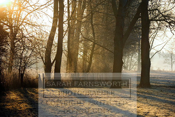 frosty morn 012