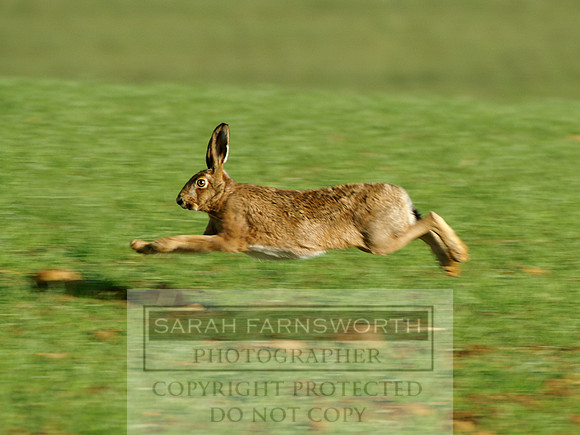 running hare