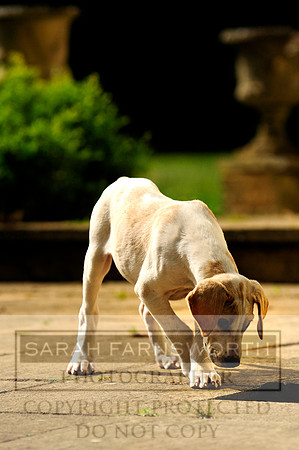 puppy walking
