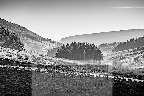Sweet Lamb 021118-1
