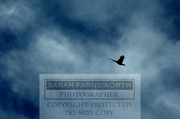 BE Shoot 271006 18