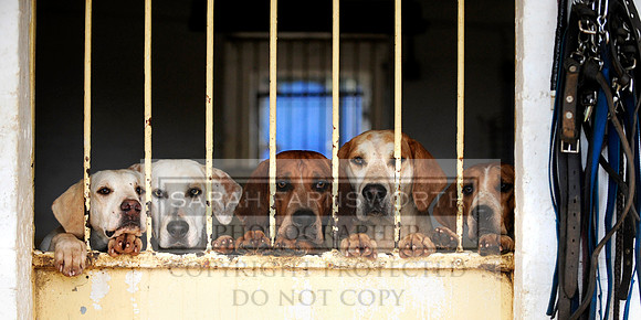 C&H kennels 002