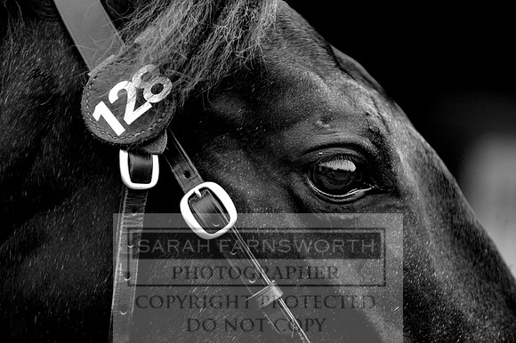 DBS 310811 025 bw