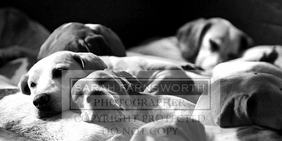 DSFH kennels 034 pan bw