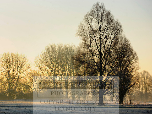 frosty morn 010