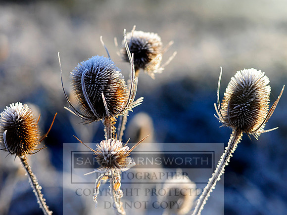frosty morn 038