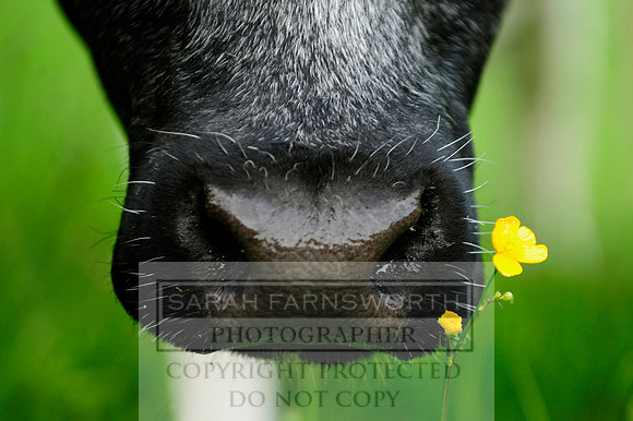horse detail 002