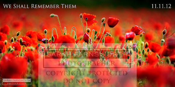 poppies 2012