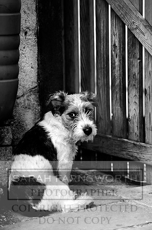 naughty terrier!
