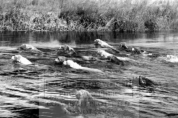 Ytene 300810 002 bw