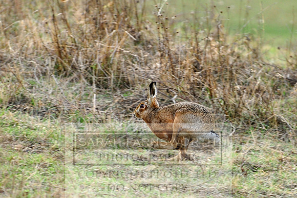 a hertfordshire hare