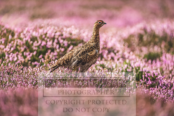 Red Grouse-8