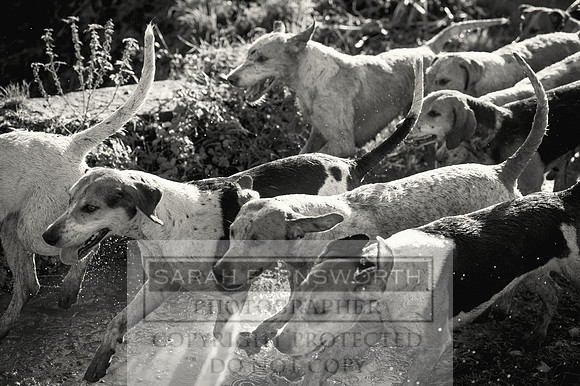 BHWC 031214-177 bw