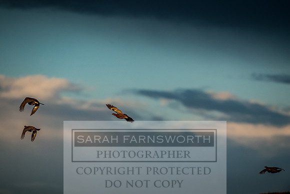 Grouse in Teesdale-56