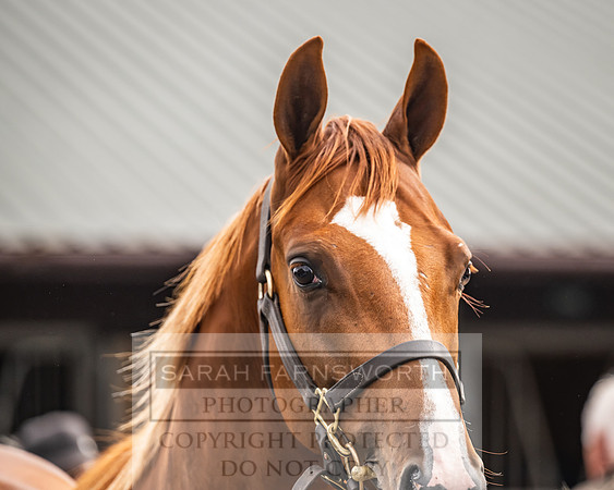 Goffs UK PY24-118