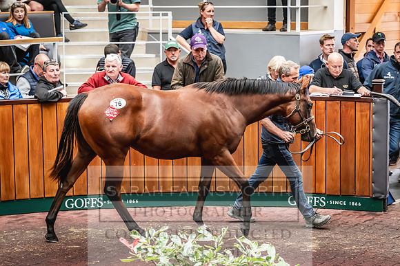 Goffs UK PY24-129