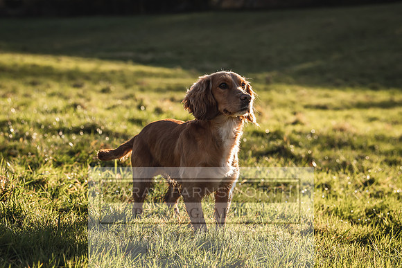 Avonmeadow Stud Dogs-46