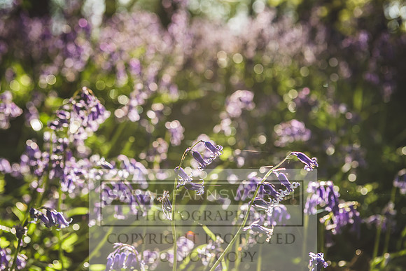 Cotswold Bluebell Woods-37