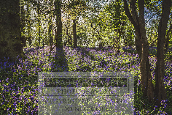 Cotswold Bluebell Woods-46